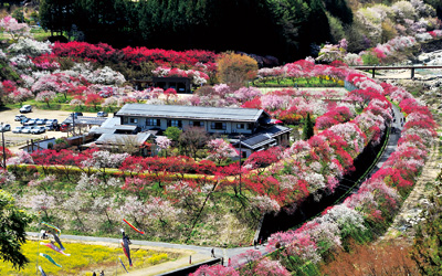 花桃の里