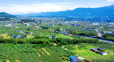 増野地区の果樹園（松川町）