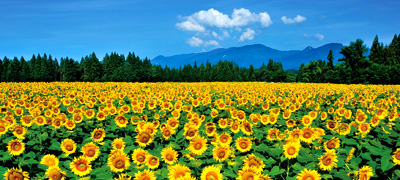 飯山菜の花畑