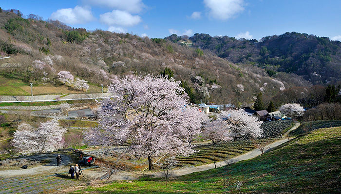 夢農場の桜