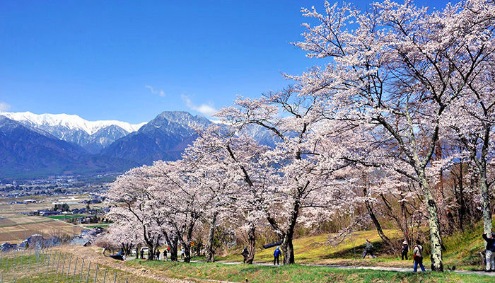 鵜山の桜並木