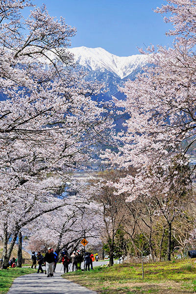 鵜山の桜並木