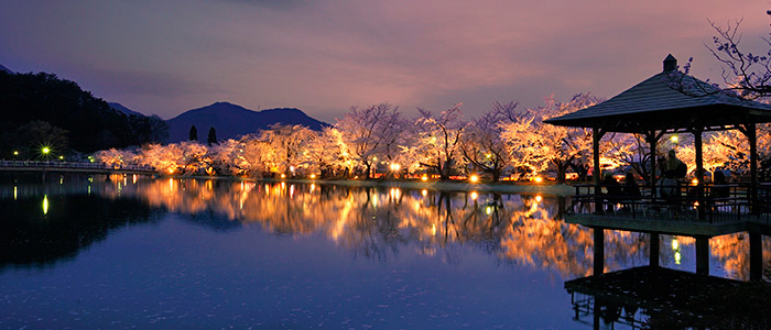 臥竜公園の桜