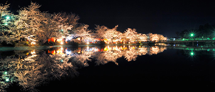 臥竜公園の桜