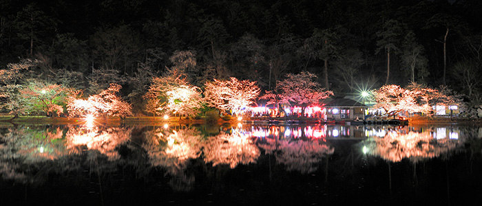 臥竜公園の桜