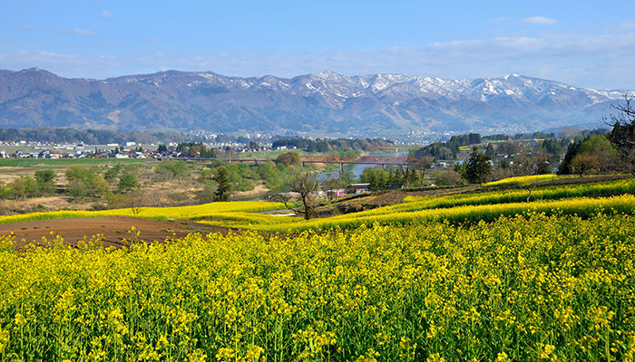 飯山市　菜の花公園