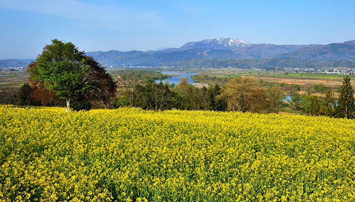 飯山市　菜の花公園