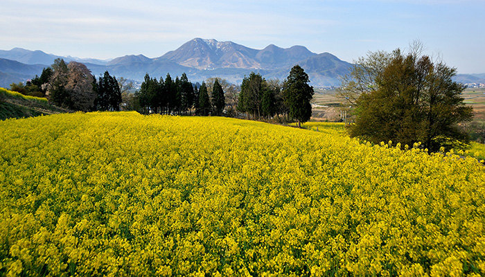 飯山市　菜の花公園