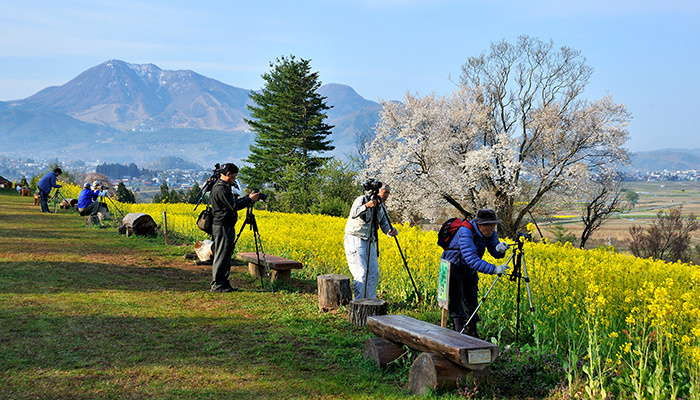 飯山市　菜の花公園