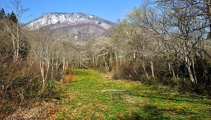 御鹿湿原のリュウキンカ