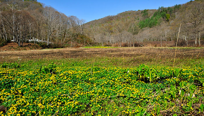 斑尾高原
沼の原湿原