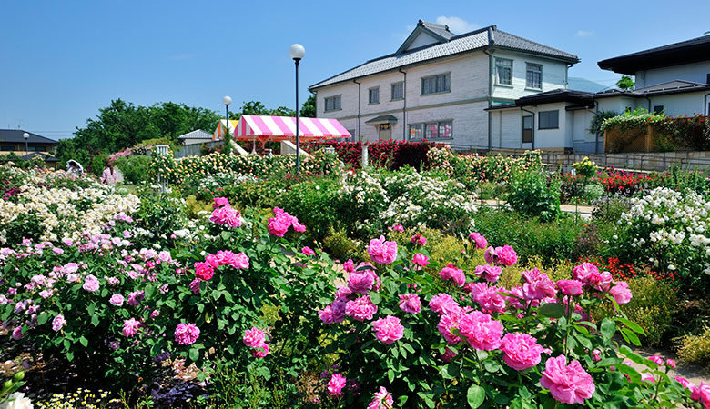 中野市　なかのバラまつり