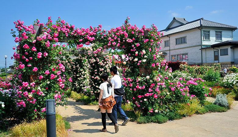 中野市　なかのバラまつり