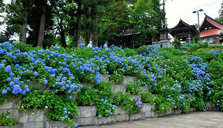 戸狩温泉　あじさい寺