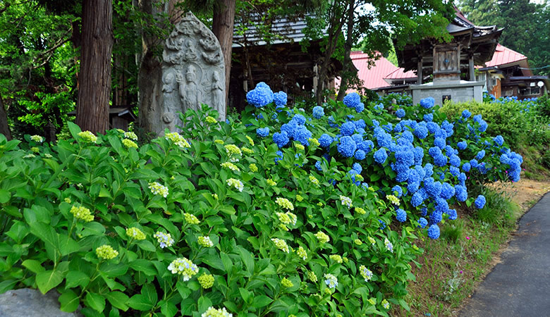 戸狩温泉　あじさい寺