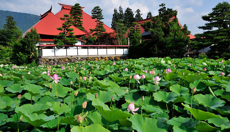 木島平村　稲泉寺のハス