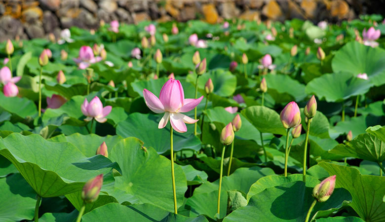 木島平村　稲泉寺のハス