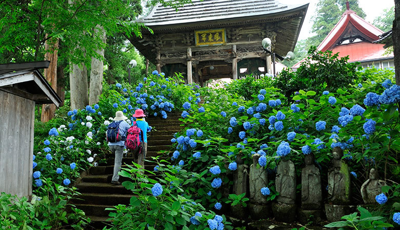 飯山市戸狩温泉　あじさい寺