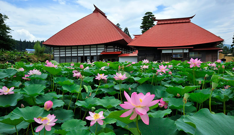 木島平　稲泉寺のハス