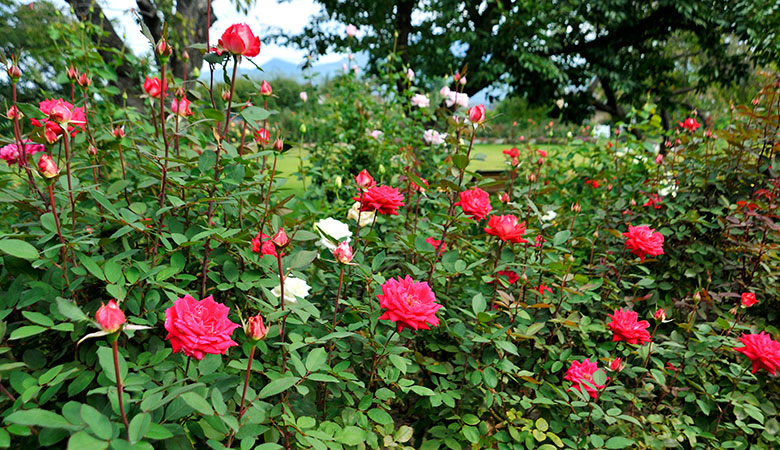 中野市一本木公園