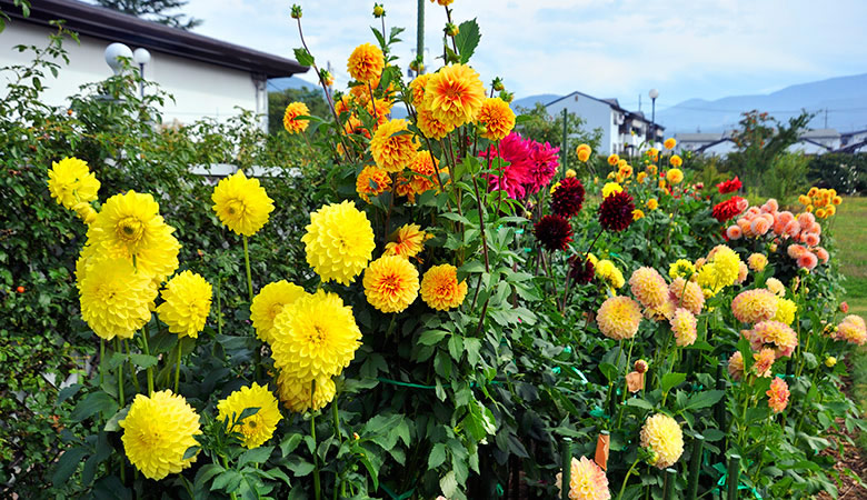 中野市一本木公園