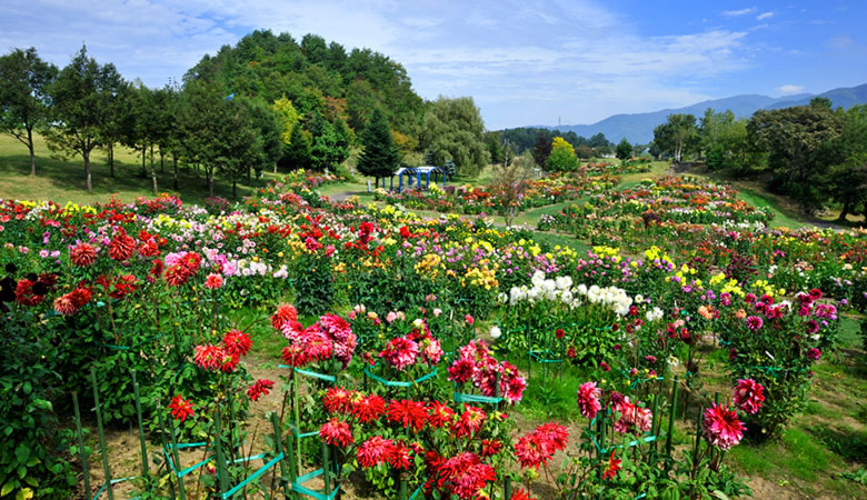 木島平やまびこの丘公園ダリア園