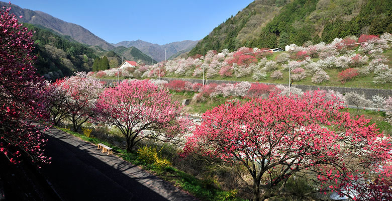 阿智村　昼神温泉郷 「花桃の里」