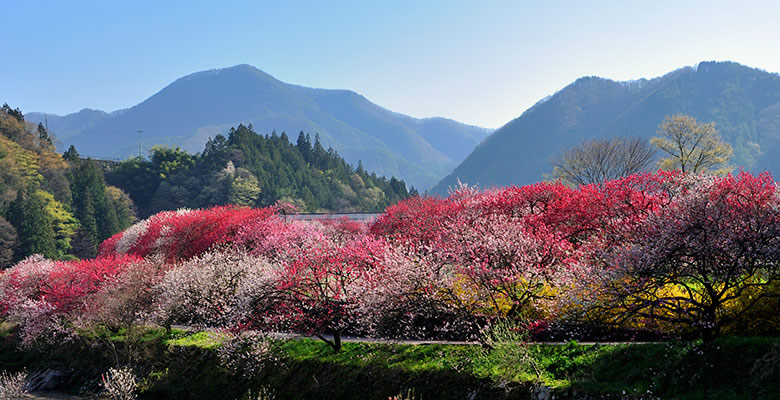 阿智村　昼神温泉郷 「花桃の里」