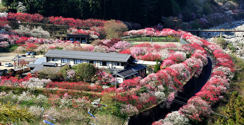 阿智村　昼神温泉郷 「花桃の里」