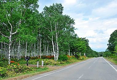 佐久穂町の八千穂高原　レンゲツツジ