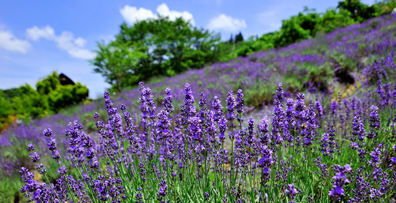 池田町にある夢農場のラベンダー