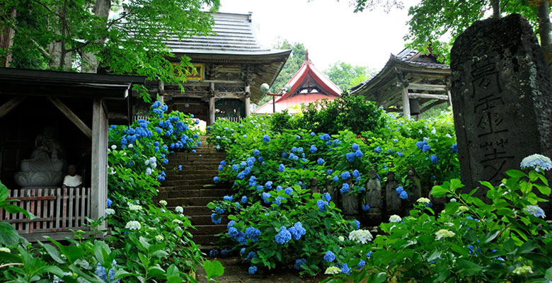 戸狩温泉　あじさい寺