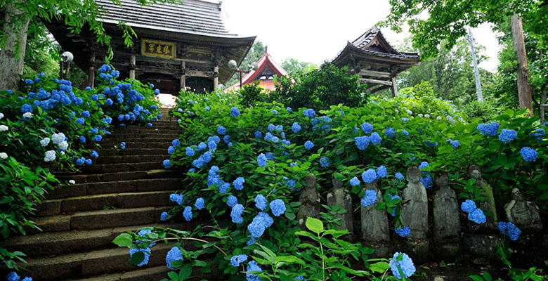 戸狩温泉　あじさい寺