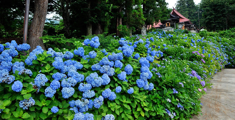 戸狩温泉　あじさい寺