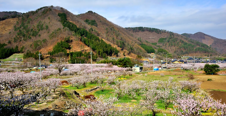 千曲市　あんずの里