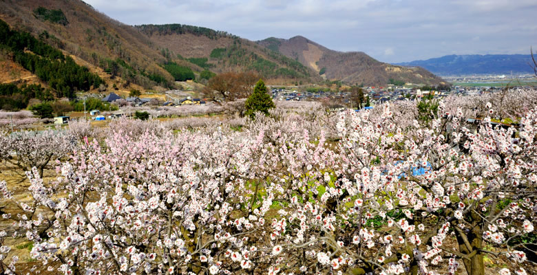 千曲市　あんずの里