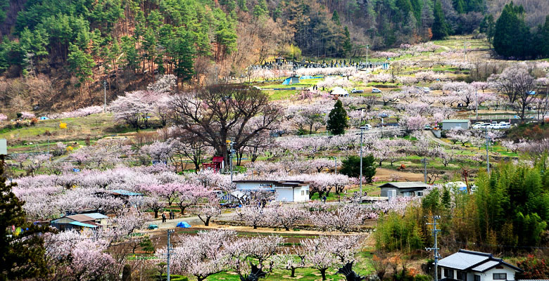 千曲市　あんずの里