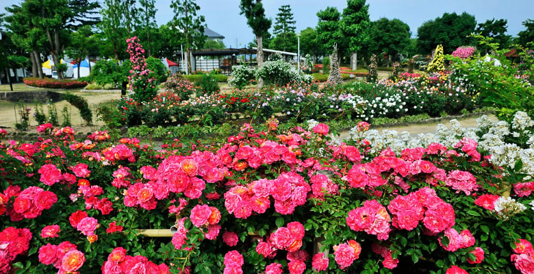 中野バラ園