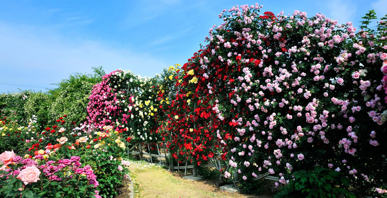 中野バラ園