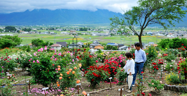 池田町バラ園