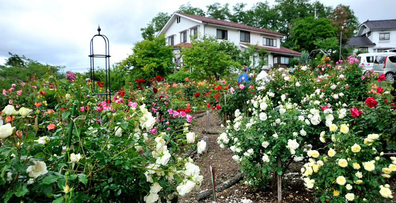 池田町バラ園