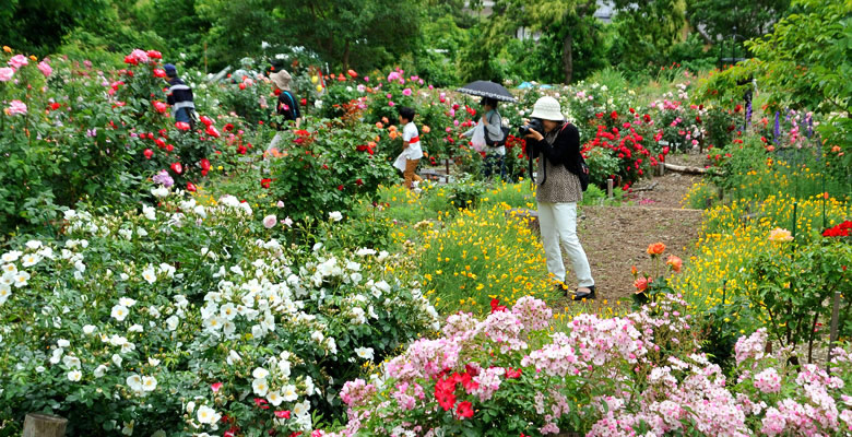 池田町バラ園