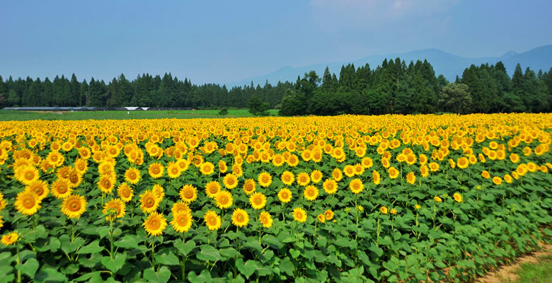 津南町ひまわり広場