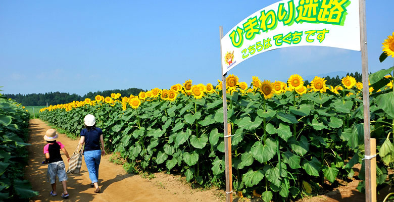 津南町ひまわり広場