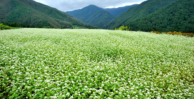 奈川のそば畑