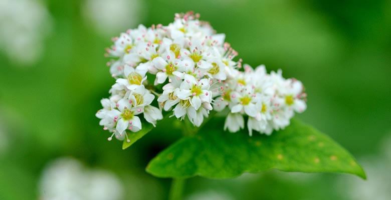 奈川のそば畑,そばの花