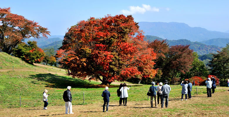 池田町七色大カエデ