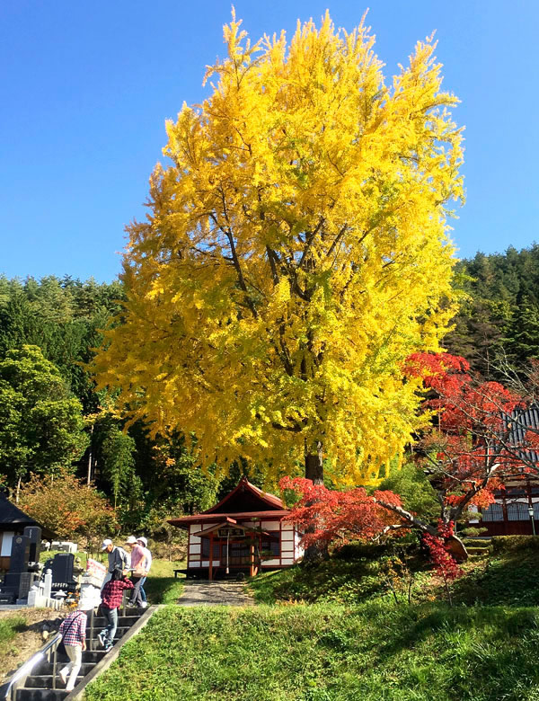 池田町大イチョウ