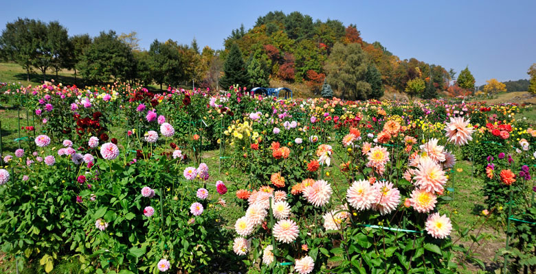 やまびこの丘公園ダリア園