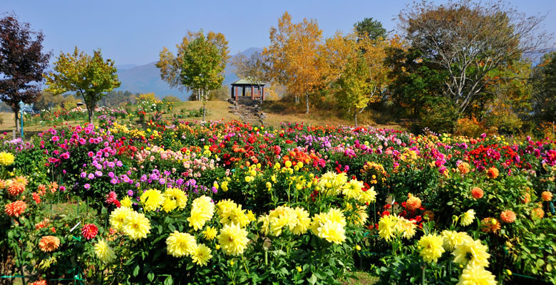 やまびこの丘公園ダリア園